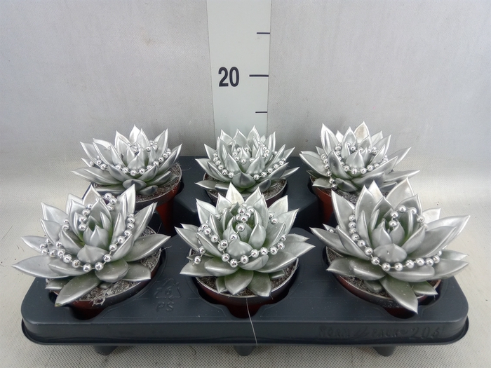 <h4>Echeveria  'Miranda'</h4>