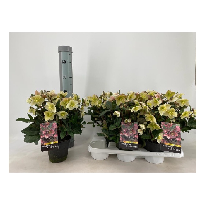 <h4>Helleborus x ballardiae Snow Dance 15Ø 40cm 30fl</h4>