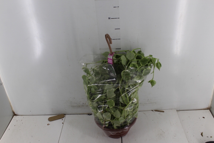 <h4>PEPEROMIA SCANDENS C21</h4>
