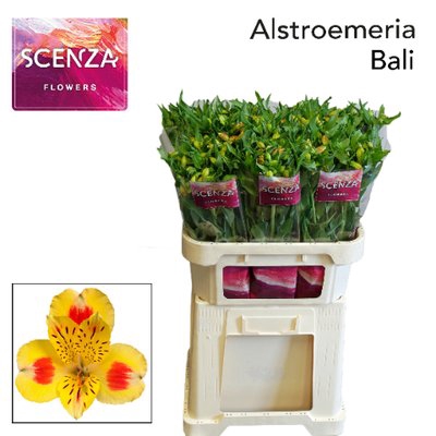<h4>Alstroemeria bali</h4>