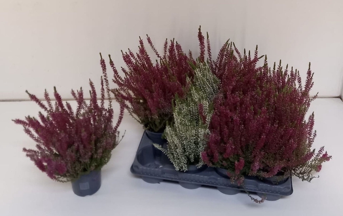 <h4>Calluna vulg. Garden Girls gemengd</h4>