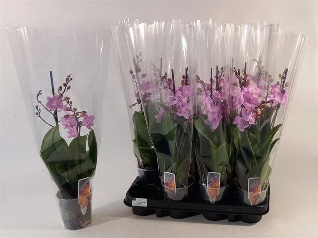 <h4>PHAL MF OV ROZE</h4>