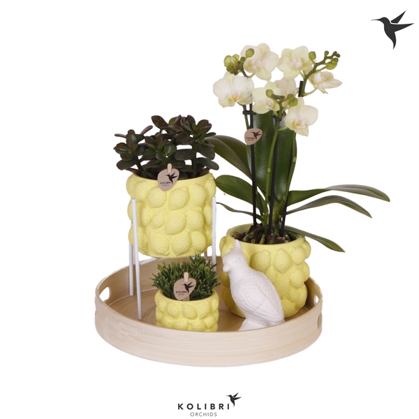 <h4>Kolibri Green up your home gift set Optimism</h4>