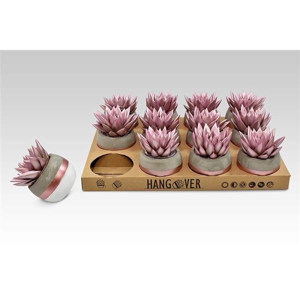 <h4>Echeveria coloured in Hangover pot</h4>