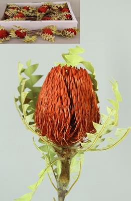 <h4>Df Banksia Baxterii Red</h4>