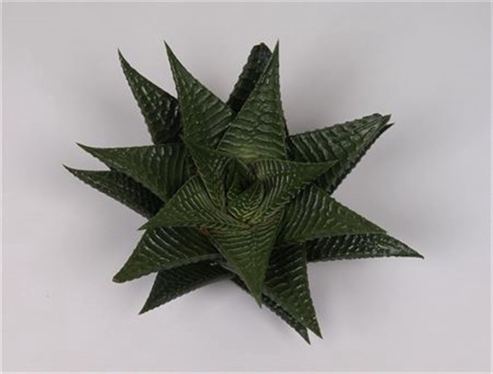 <h4>Haworthia limifolia cutflower wincx-10cm</h4>