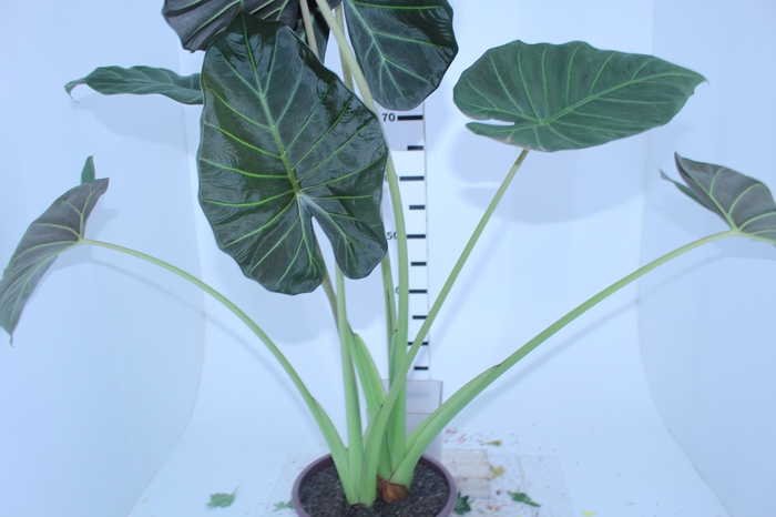 <h4>ALOCASIA POLLY P23</h4>