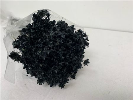 <h4>Dried Glixia Black</h4>