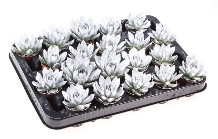 <h4>Echeveria  'Miranda'</h4>