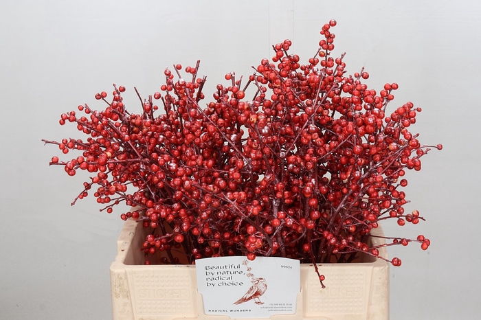 <h4>Ilex paint red</h4>