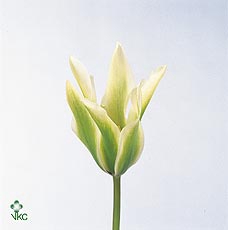 <h4>ASP FALCATUS</h4>