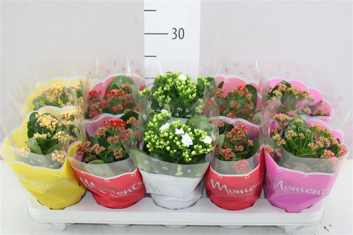 <h4>Kalanchoe Calandiva Mix In Hoes</h4>