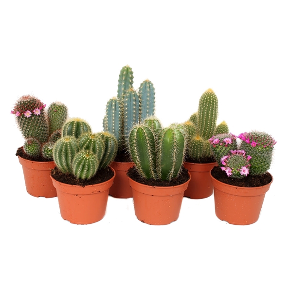 <h4>Cactus 15 cm mix</h4>