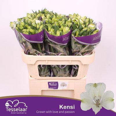 <h4>Alstroemeria kensi</h4>