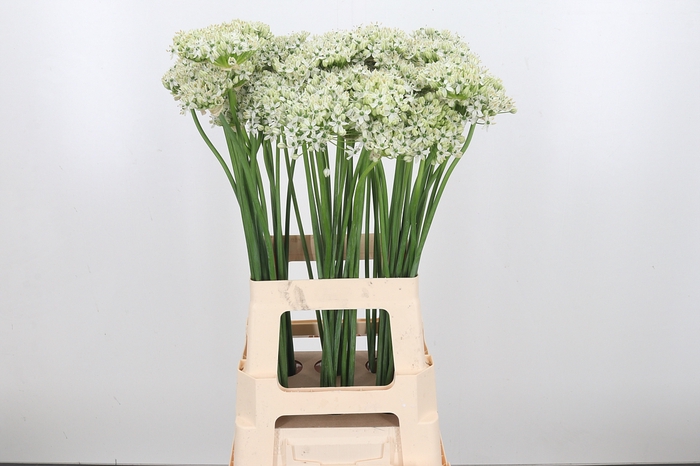 <h4>Allium Nigrum</h4>