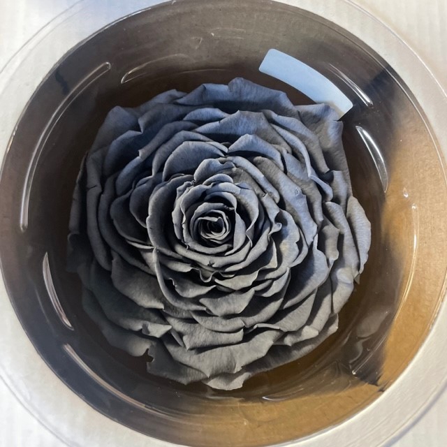 Rose stabi XXL gry-01