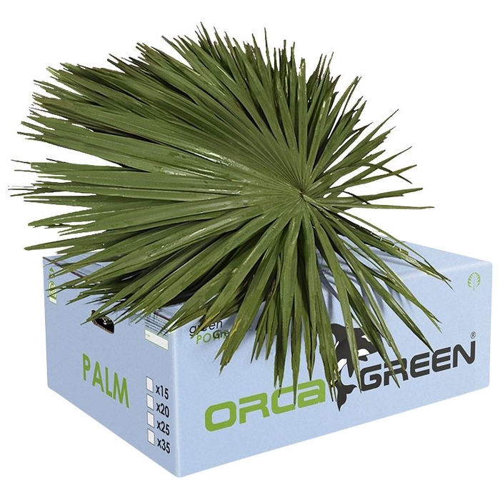 <h4>Leaf palm Orca</h4>