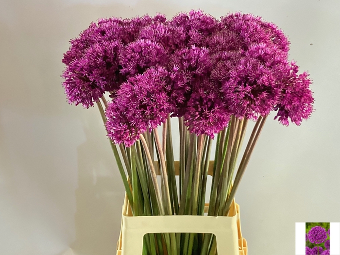 <h4>ALLIUM PURPLE SENS</h4>