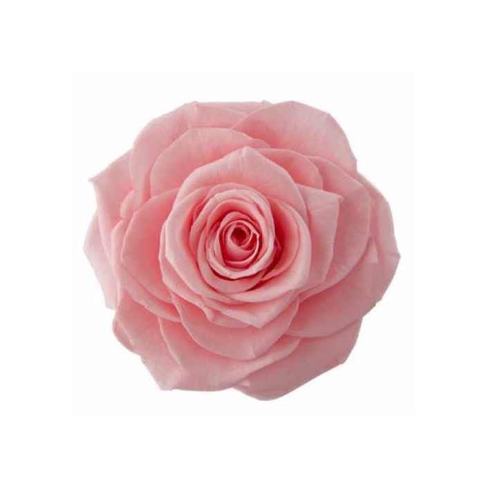 <h4>PRESERVED ROSES INES BABY PINK</h4>