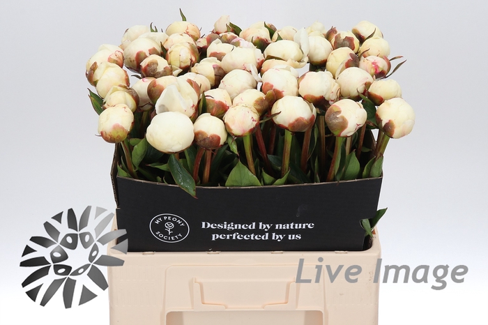 <h4>Paeonia snow mountain</h4>