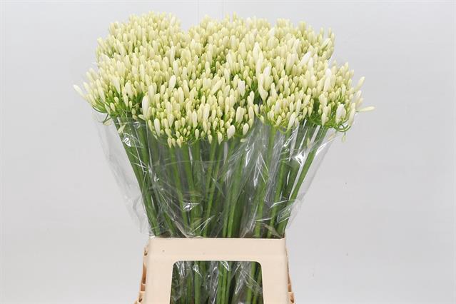 <h4>Agapanthus eyfori white - bianca perla</h4>