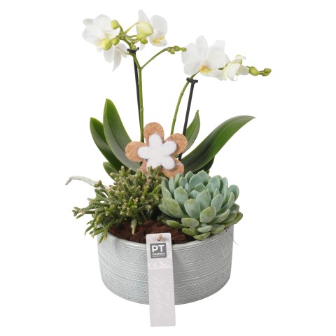 <h4>BMPH1516 Arrangementen Phalaenopsis mt</h4>