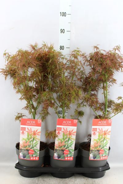 <h4>Acer palmatum 'Jerre Schwartz'</h4>