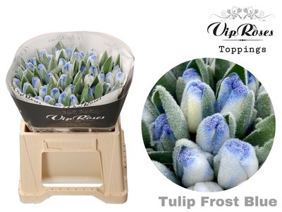 <h4>Tulipa si paint frost blue</h4>