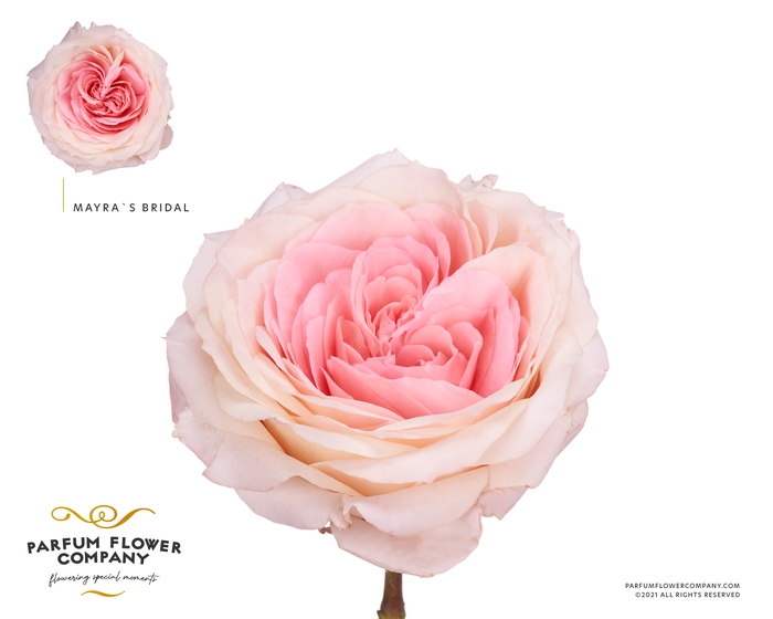 <h4>Rosa Garden Mayra 's Bridal</h4>