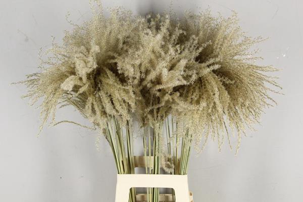 <h4>Df Miscanthus Dry Feather</h4>