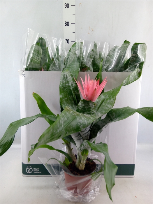 <h4>Aechmea fasciata 'Primera'</h4>