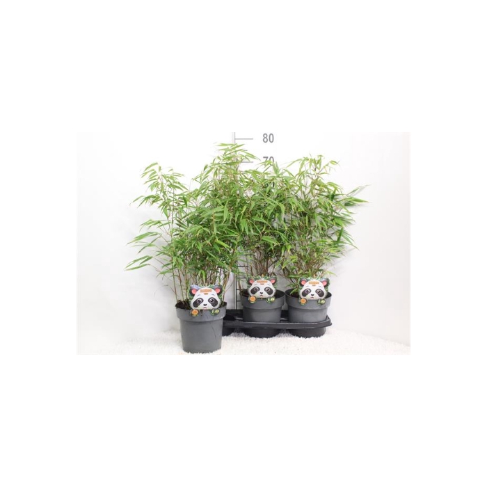 <h4>Fargesia rufa 19Ø 70cm</h4>