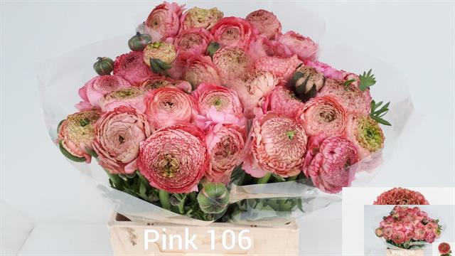 <h4>Ranunculus aazur antique pink</h4>