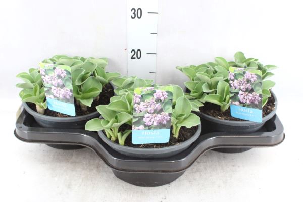 <h4>Hosta 'blue Mouse Ears'</h4>