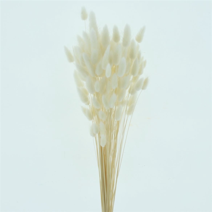 <h4>Dried Lagurus Bleached White Bs</h4>
