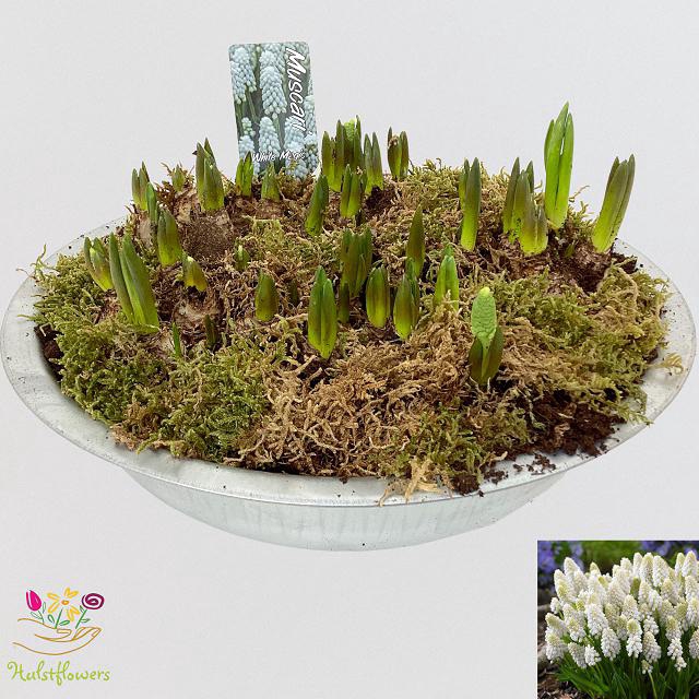 <h4>ARR MUSCARI</h4>
