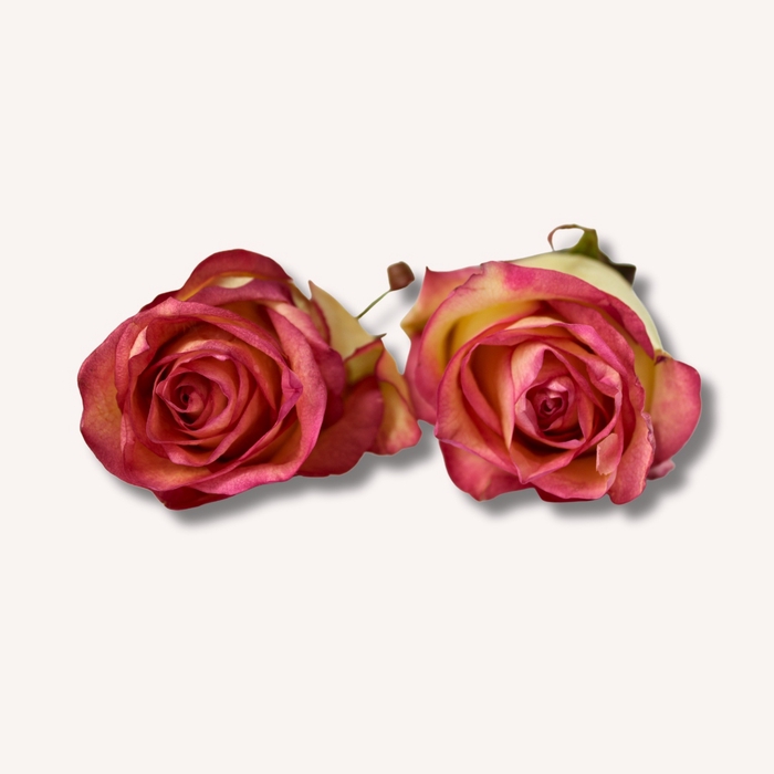 <h4>Roos Hermosa 5,5-6cm</h4>