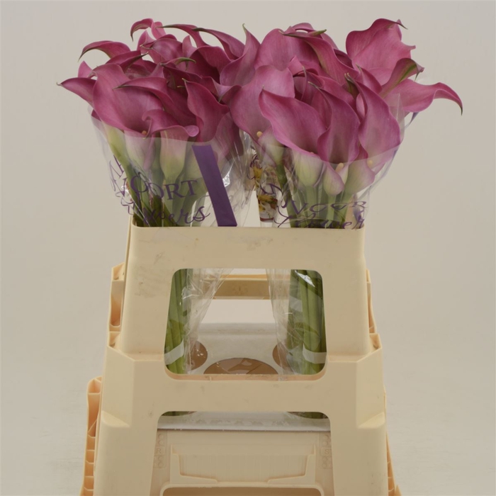 <h4>Calla Zazu</h4>