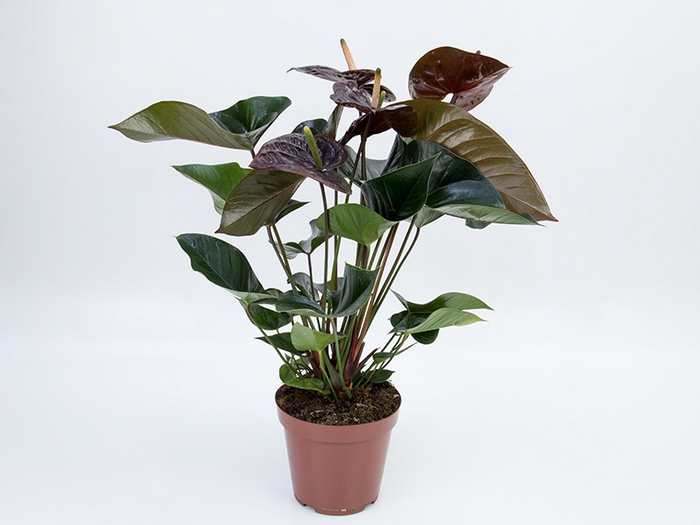<h4>ANTHURIUM GIANT CHOCOLATE P15 CHOCOLATE</h4>