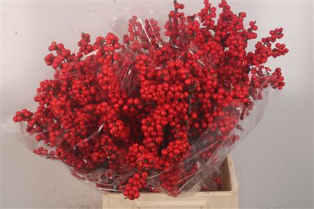 <h4>Ilex verticillata red</h4>