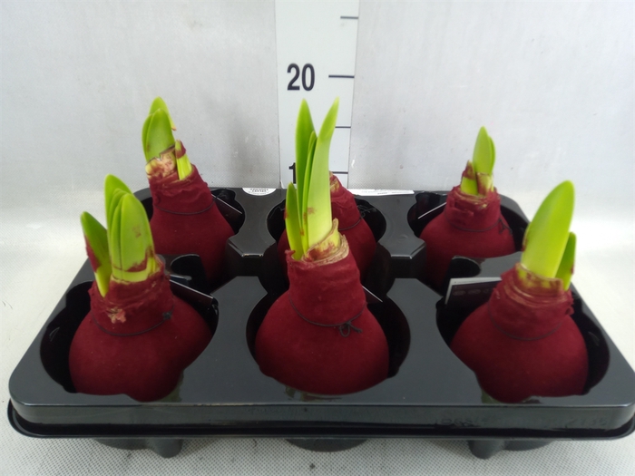 <h4>Hippeastrum   ...waxed</h4>