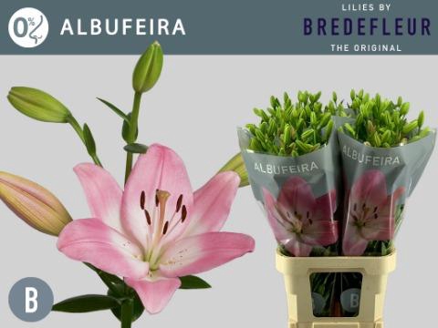 <h4>Lilium la albufeira</h4>