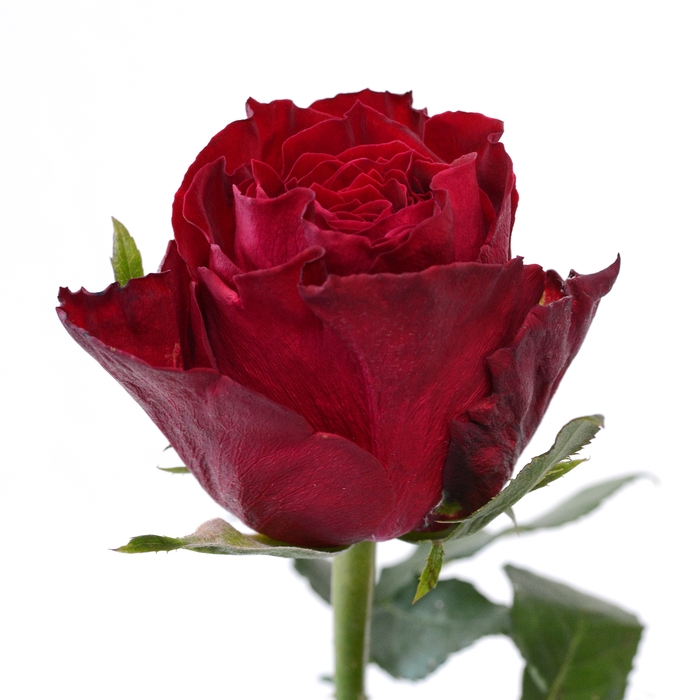 <h4>Rose Madam Red</h4>