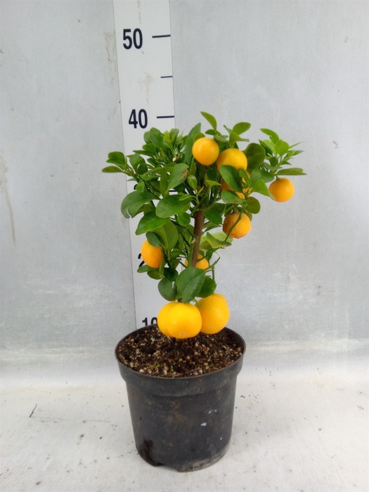 <h4>Citrus ...</h4>