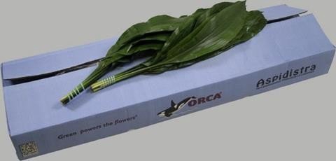 <h4>Leaf aspidistra Orca</h4>