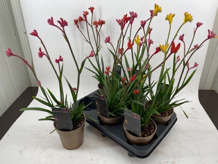 <h4>Anigozanthos gemengd</h4>