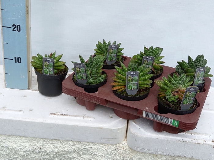 <h4>Aloe gemengd</h4>