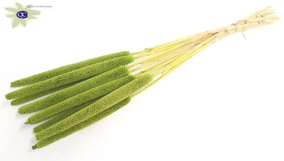 <h4>Babala on natural stem hot light green</h4>