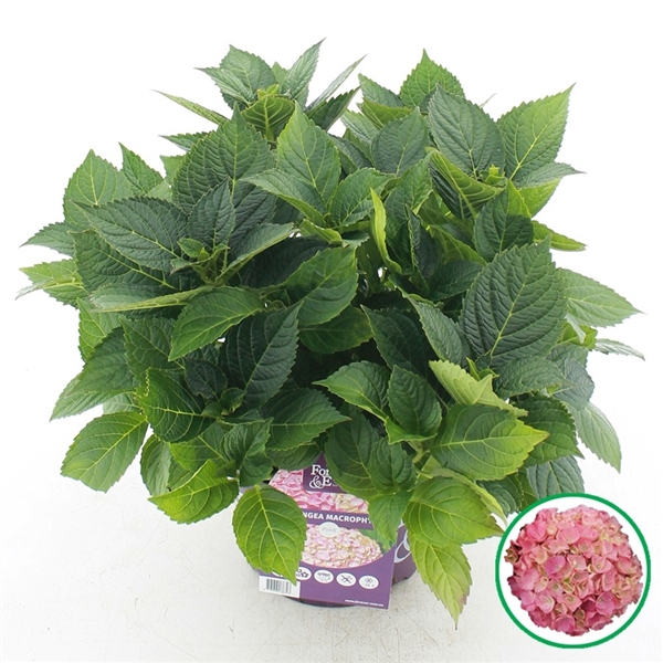 <h4>Hydrangea macr. Forever & Ever® Pink</h4>