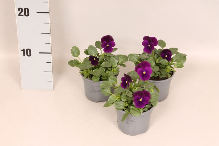<h4>Viola cornuta F1 Purple</h4>